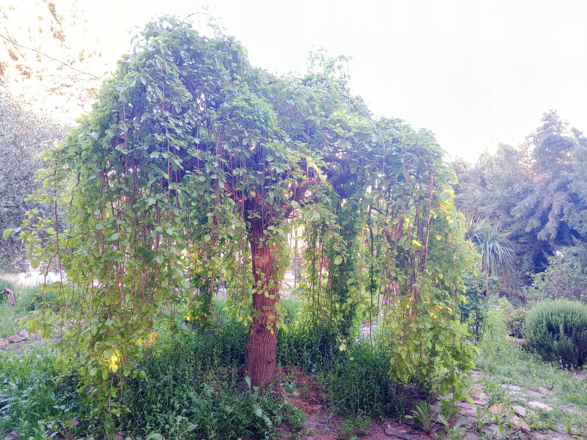 הוילה Casa Con Jardin Y Aparcamiento En Viznar, Junto A Granada מראה חיצוני תמונה